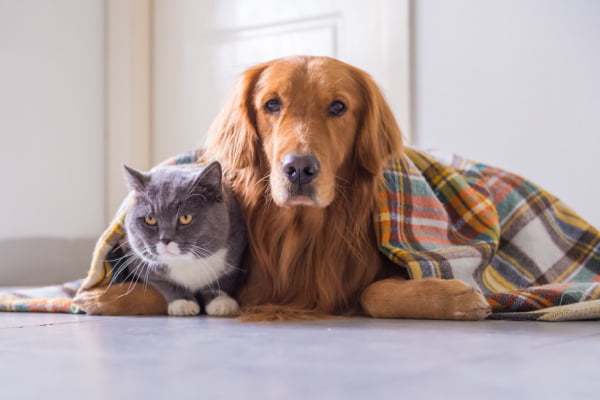 Principais Cuidados com Cães e Gatos