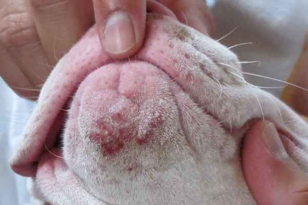 Cães podem ter Dermatite?