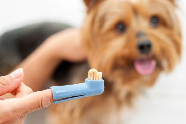 Limpeza Dentária em Cães e Gatos:  4 motivos para não deixar de fazer