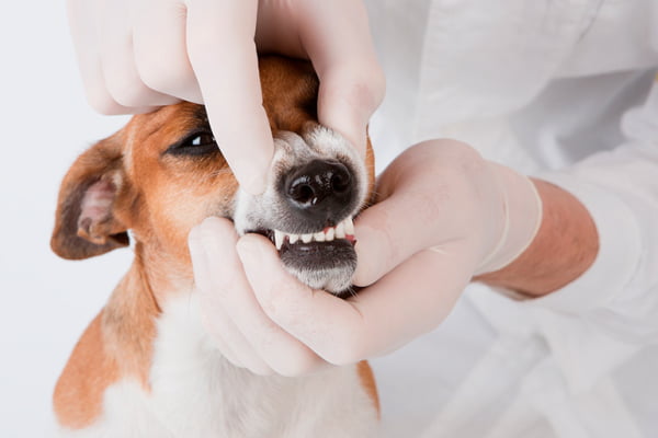 Limpeza Dentária em Cães e Gatos:  4 motivos para não deixar de fazer