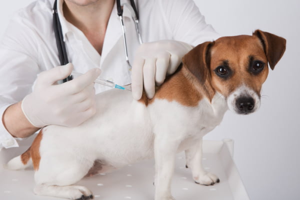 Vacinação em Cães é importante?