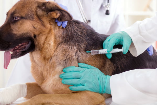 Vacinação em Cães é importante?