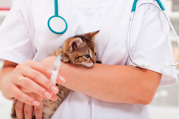 Vacinação em Gatos é importante?