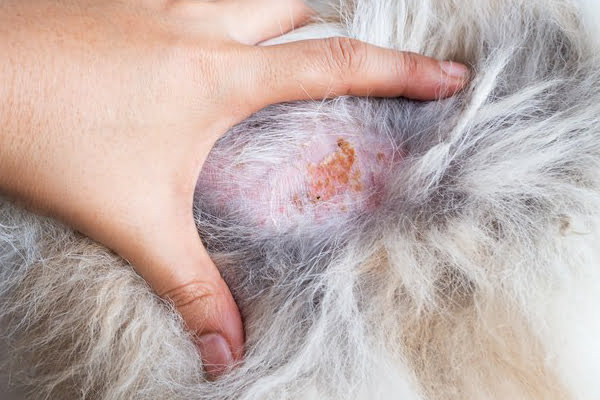 Feridas e Coceira na pele do seu Pet? Será que isso pode ser uma Infecção?