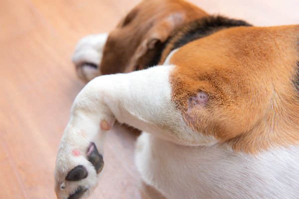 Saiba as Possíveis Causas de Perda de Pelo em Pets e como lidar com esse problema!