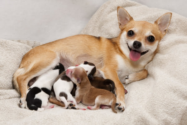 Gestação Canina 